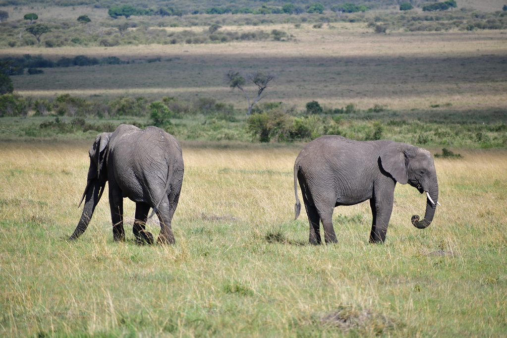 Masai Mara Nat. Reserve